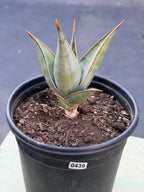 Sansevieria Pinguicula Rooted Offset #439