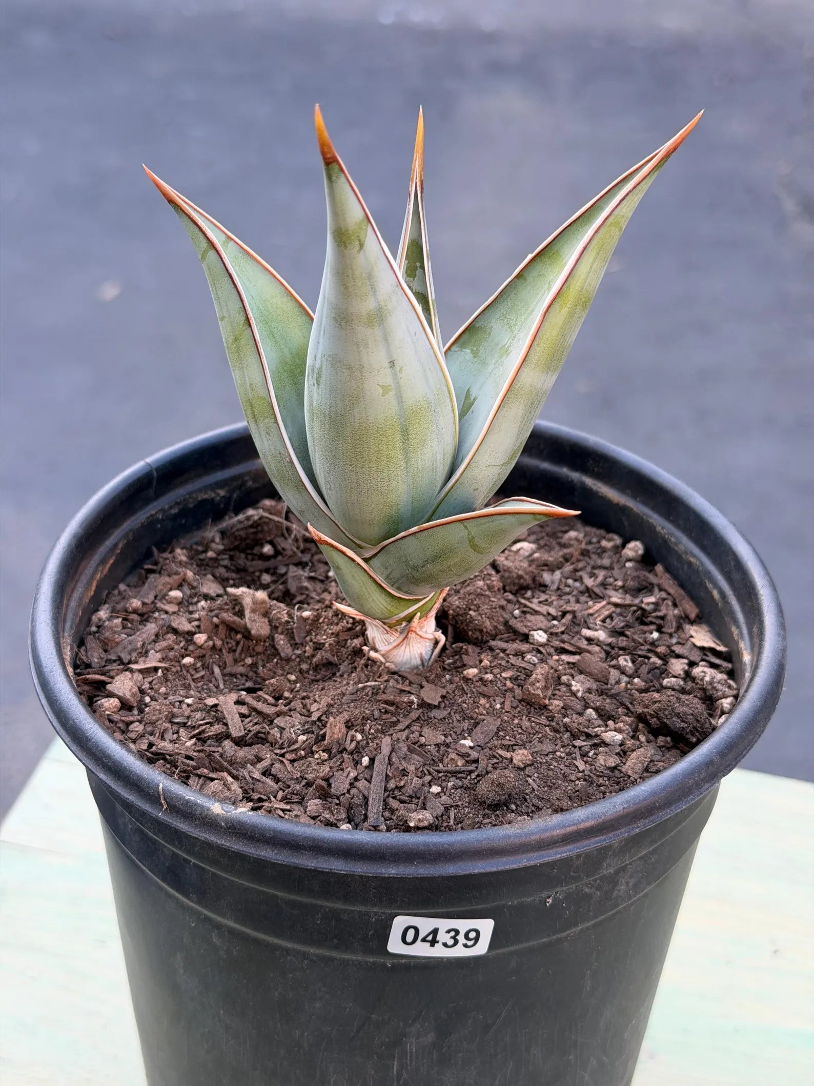 Sansevieria Pinguicula Rooted Offset #439