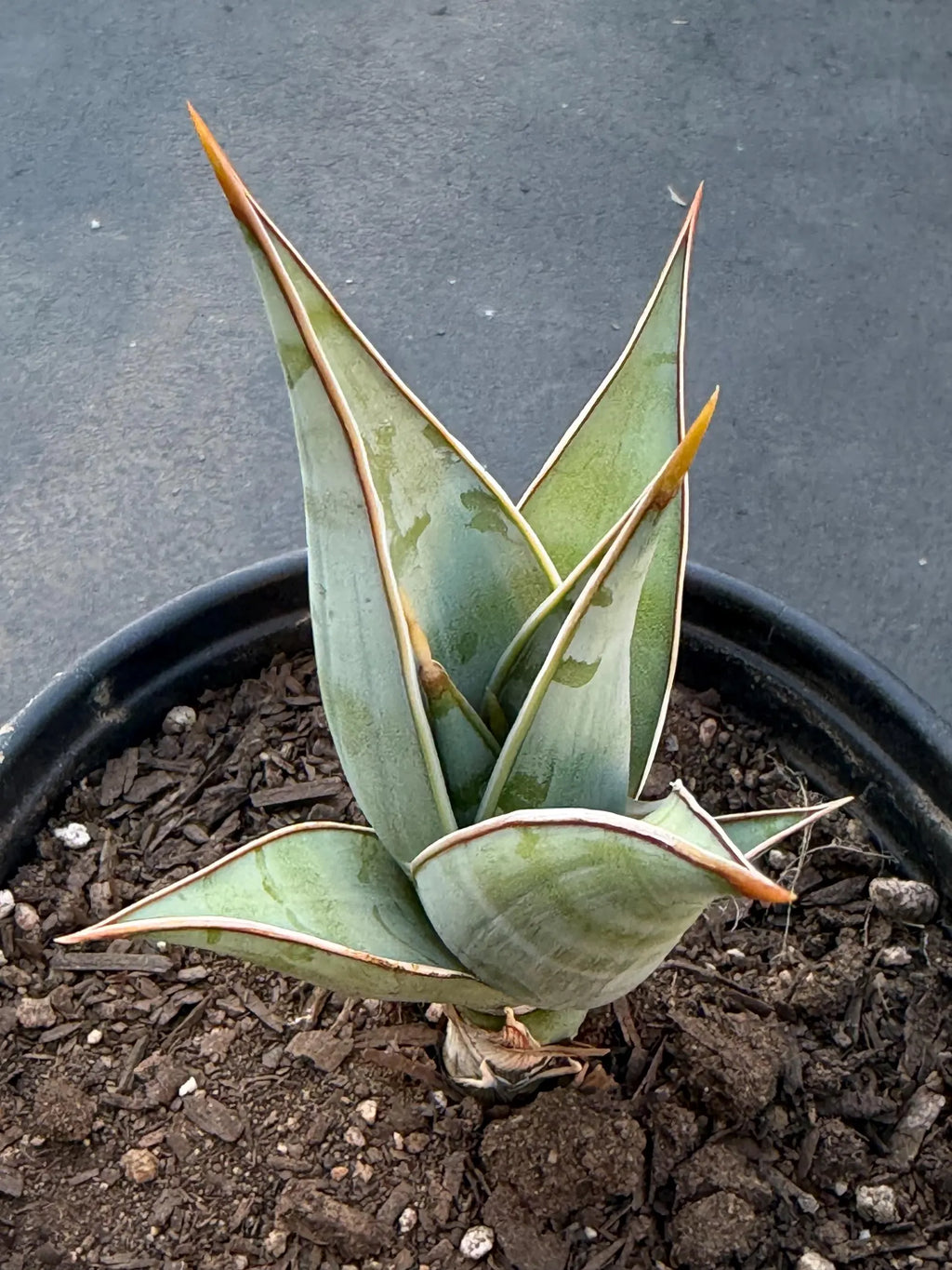 Sansevieria Pinguicula Rooted Offset #439