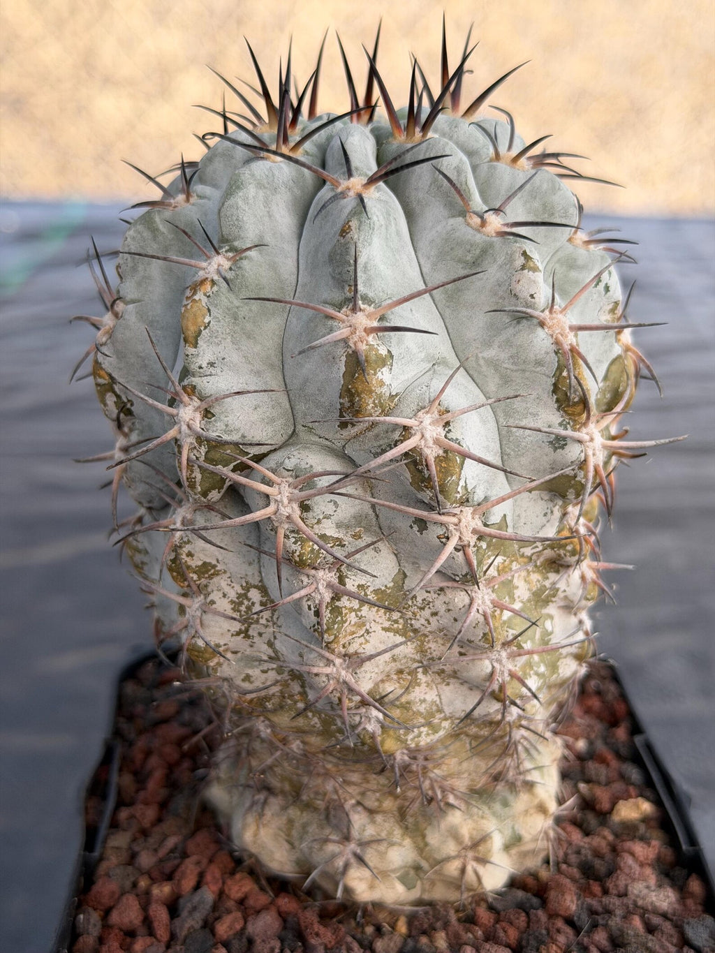 Acanthocalycium Glaucum Crested Cactus | Rare Grafted Specimen #561