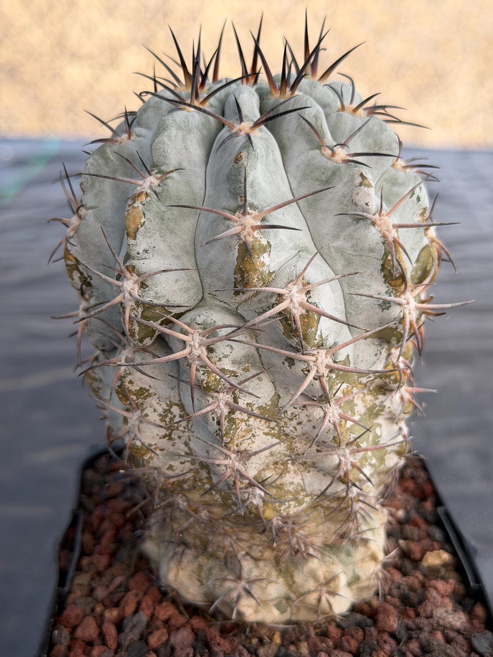 Acanthocalycium Glaucum Crested Cactus | Rare Grafted Specimen #561