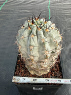 Acanthocalycium Glaucum Crested Cactus | Rare Grafted Specimen #561