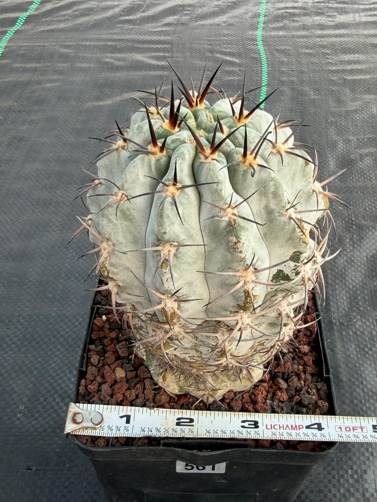 Acanthocalycium Glaucum Crested Cactus | Rare Grafted Specimen #561