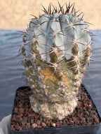 Acanthocalycium Glaucum Crested Cactus | Rare Grafted Specimen #561