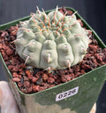 Gymnocalycium Vaterii Single Spines Live Cactus | Rare Seed Grown Plant #226