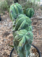 Crested Blue Myrtle Cactus | Rare Fan-Shaped Crested Plant