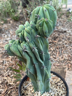 Crested Blue Myrtle Cactus | Rare Fan-Shaped Crested Plant
