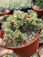 6 Inch Crested Euphorbia Lactea Coral Cactus | Rare Live Succulent Plant