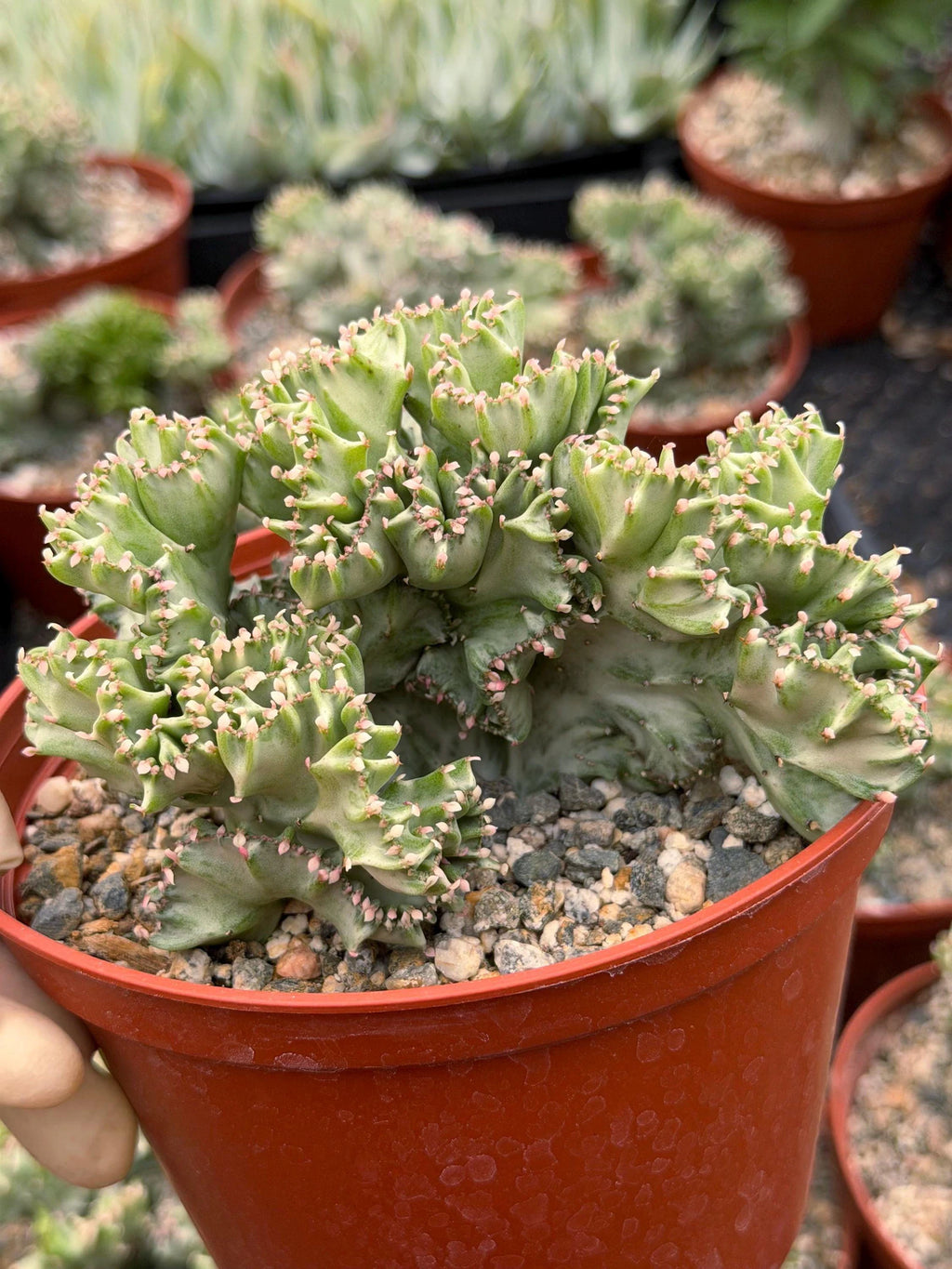 6 Inch Crested Euphorbia Lactea Coral Cactus | Rare Live Succulent Plant