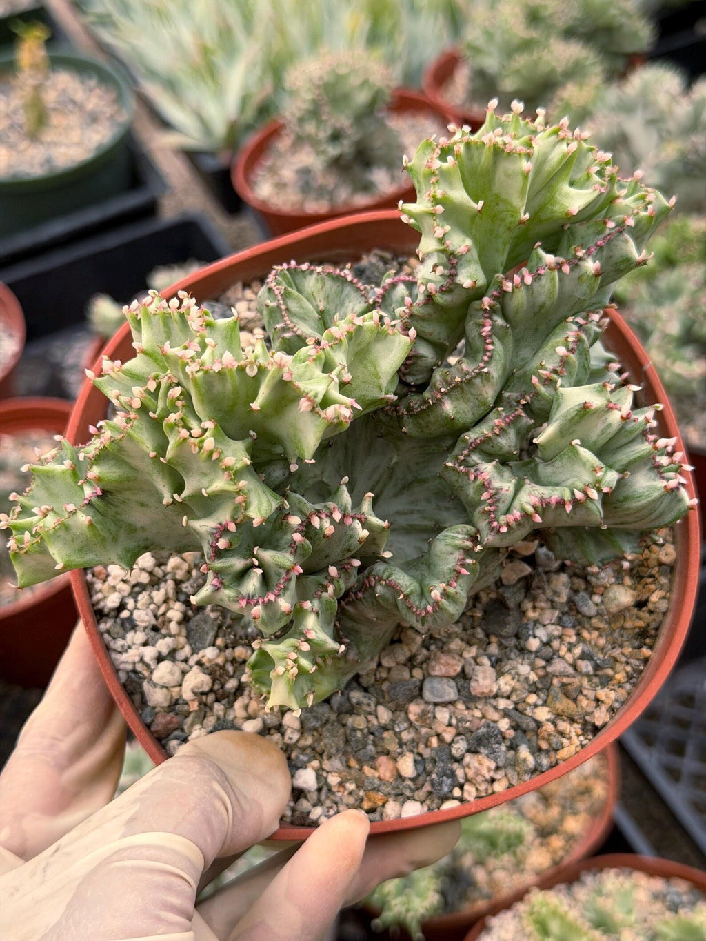 6 Inch Crested Euphorbia Lactea Coral Cactus | Rare Live Succulent Plant