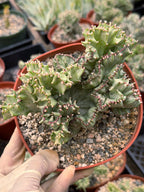 6 Inch Crested Euphorbia Lactea Coral Cactus | Rare Live Succulent Plant