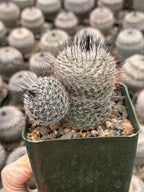 Mammillaria ritteriana Live Cactus | Rare Collector Succulent Plant