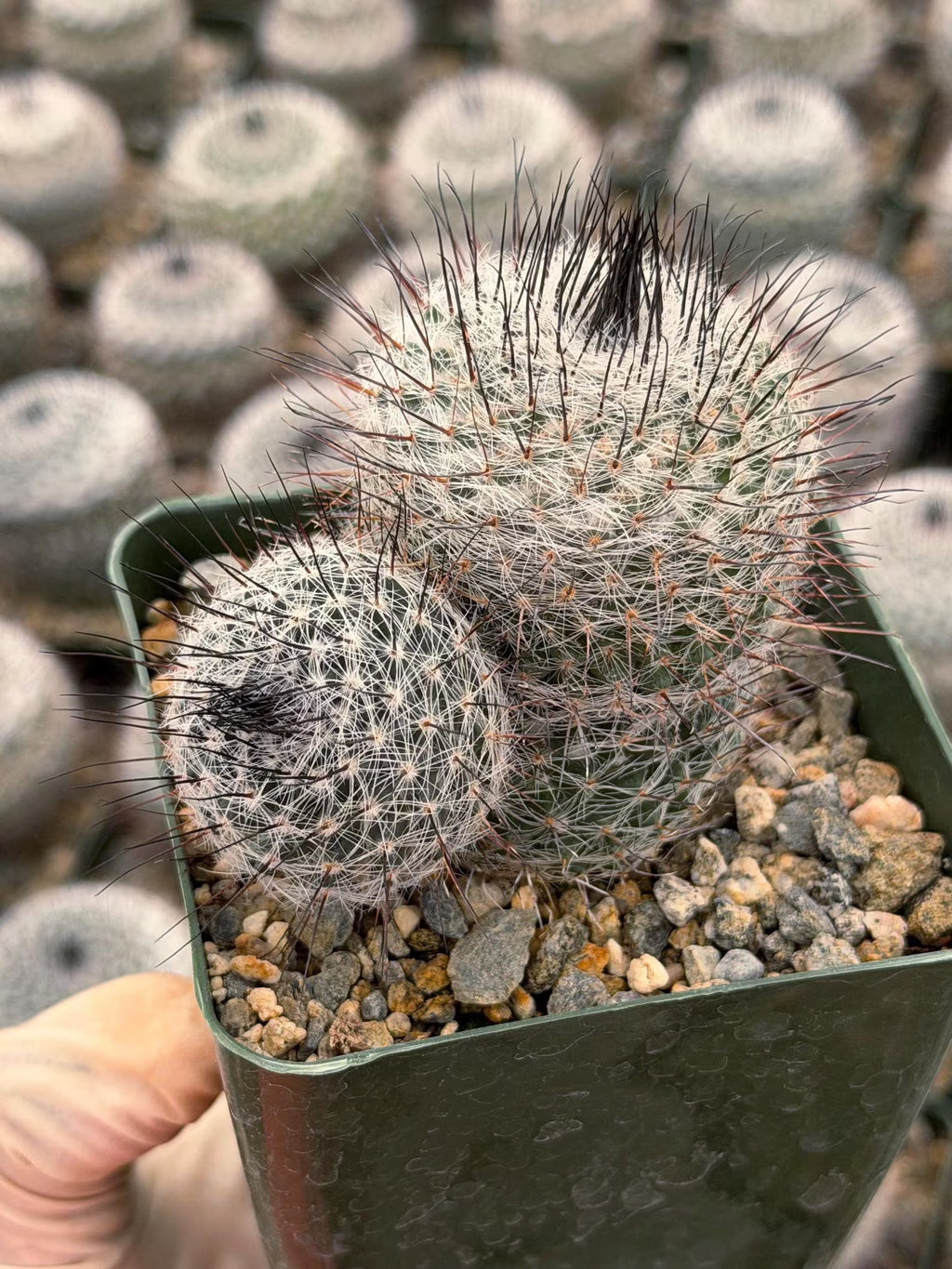 Mammillaria ritteriana Live Cactus | Rare Collector Succulent Plant