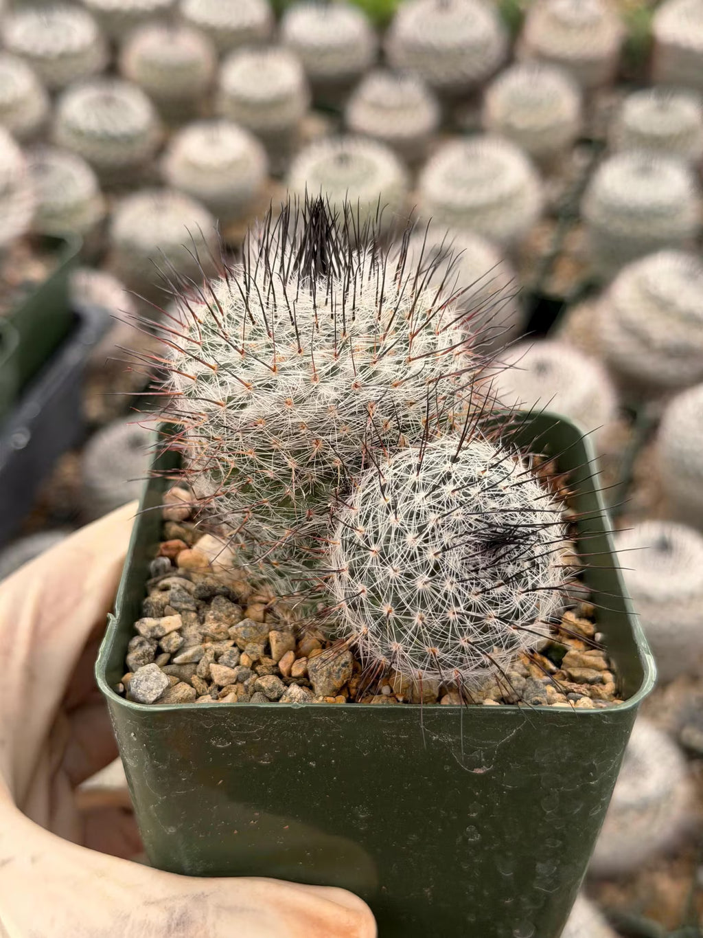 Mammillaria ritteriana Live Cactus | Rare Collector Succulent Plant