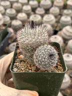 Mammillaria ritteriana Live Cactus | Rare Collector Succulent Plant