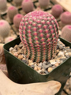 6” Rainbow Cactus | Seed Grown Rare Live Cactus Plant | Pink Colorful Cactus