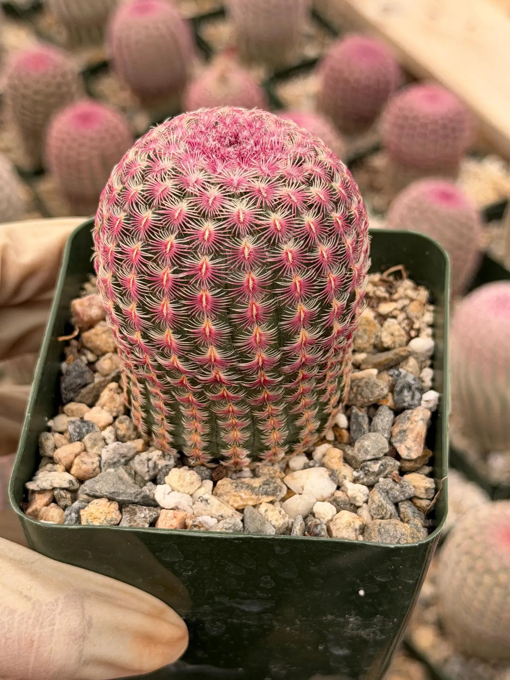 6” Rainbow Cactus | Seed Grown Rare Live Cactus Plant | Pink Colorful Cactus