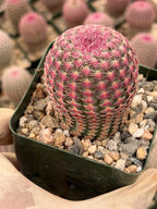 6” Rainbow Cactus | Seed Grown Rare Live Cactus Plant | Pink Colorful Cactus