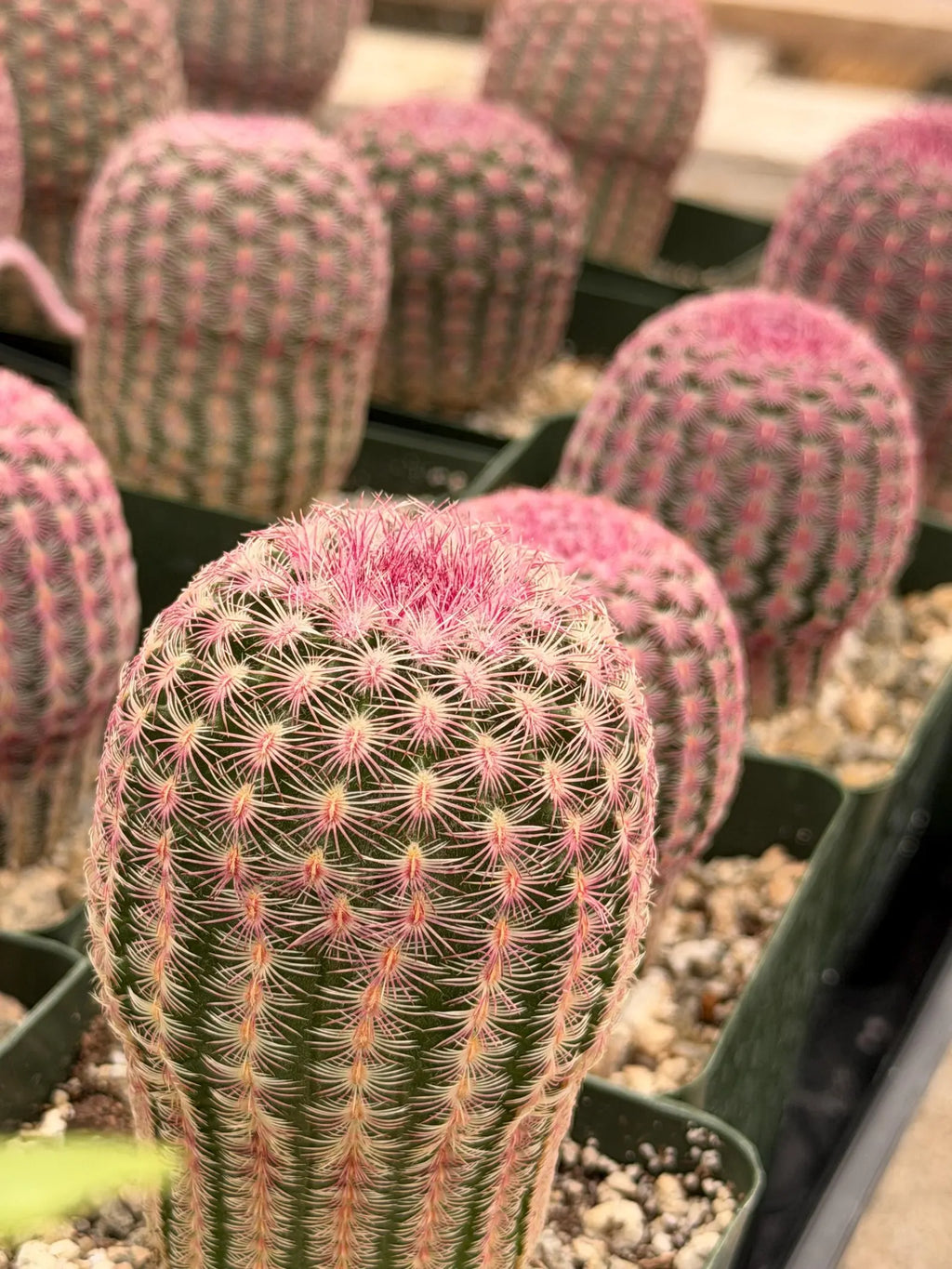 6” Rainbow Cactus | Seed Grown Rare Live Cactus Plant | Pink Colorful Cactus