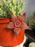 Stapelia Orbea Trailing Succulent Plant