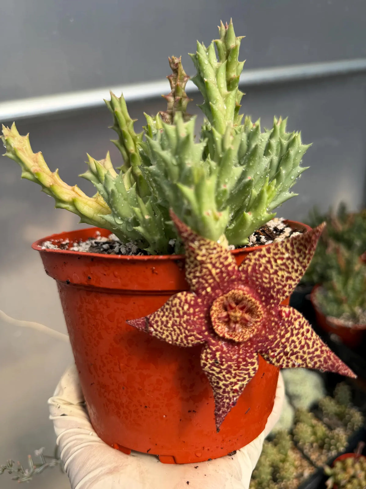 Stapelia Orbea Trailing Succulent Plant