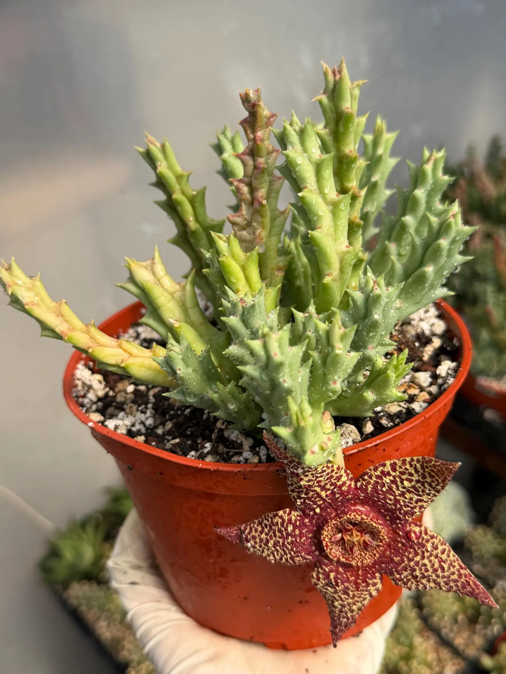 Stapelia Orbea Trailing Succulent Plant