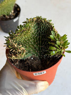 4" Crested Euphorbia Ammak Live Cactus #397 – Rare Cristata Succulent Plant