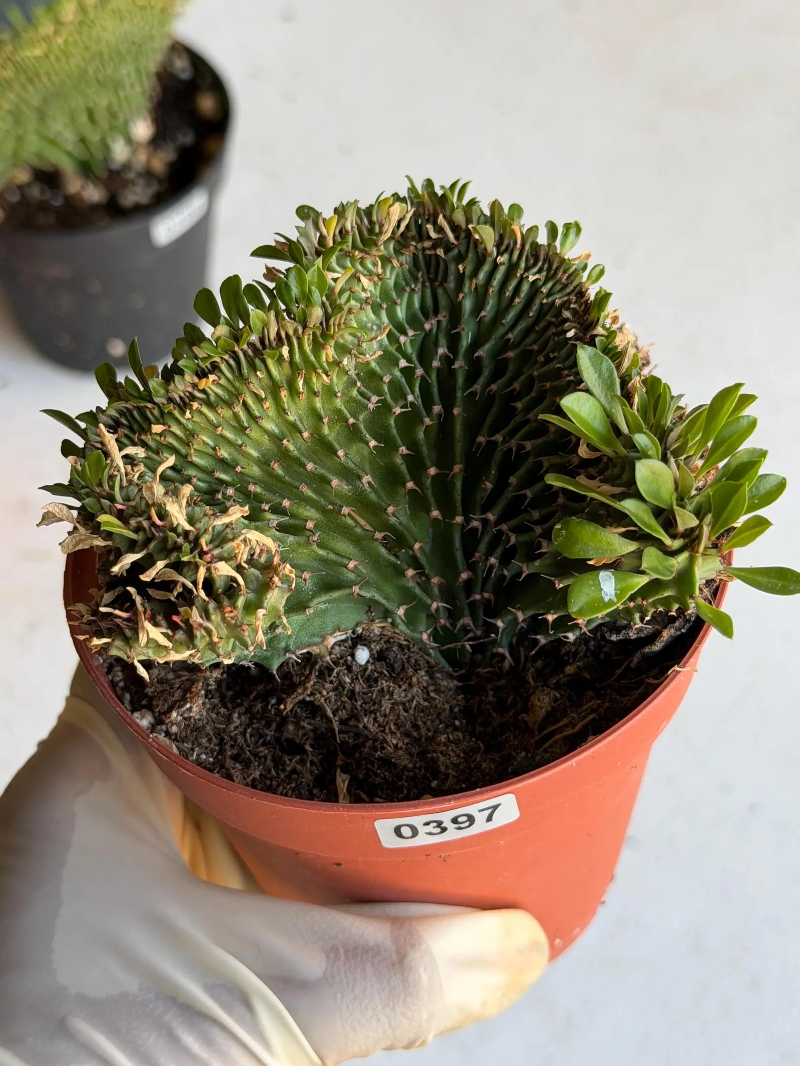 4" Crested Euphorbia Ammak Live Cactus #397 – Rare Cristata Succulent Plant