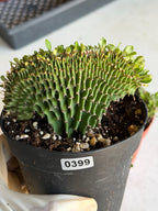 4" Crested Euphorbia Ammak Live Cactus #397 – Rare Cristata Succulent Plant