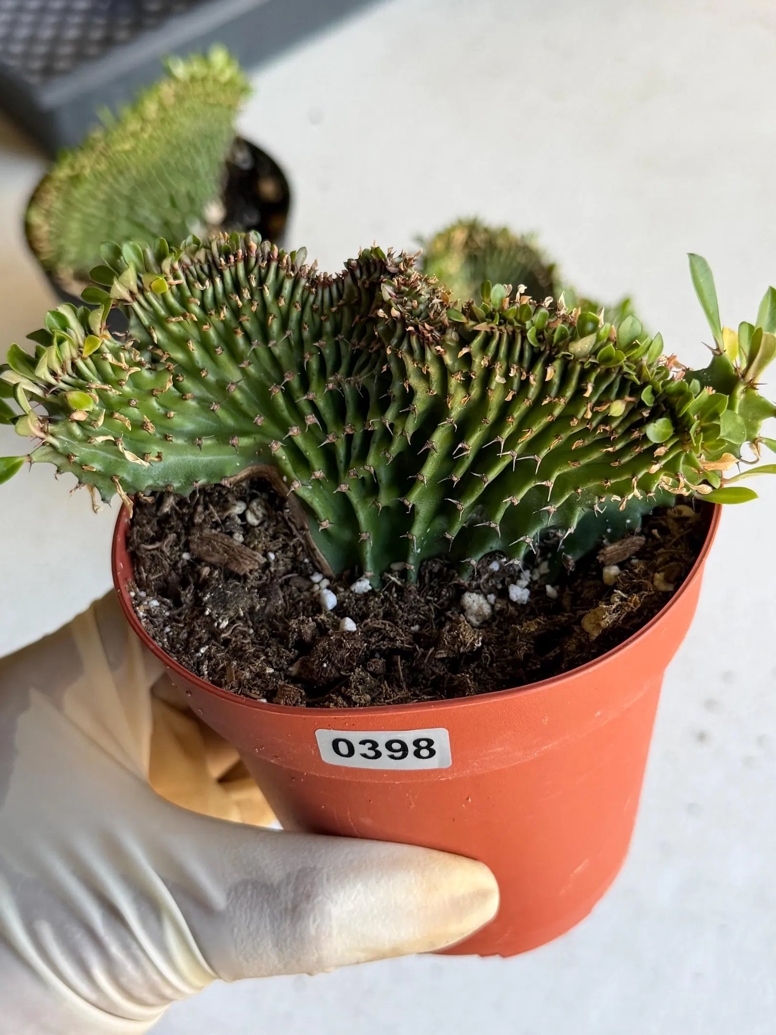 4" Crested Euphorbia Ammak Live Cactus #397 – Rare Cristata Succulent Plant