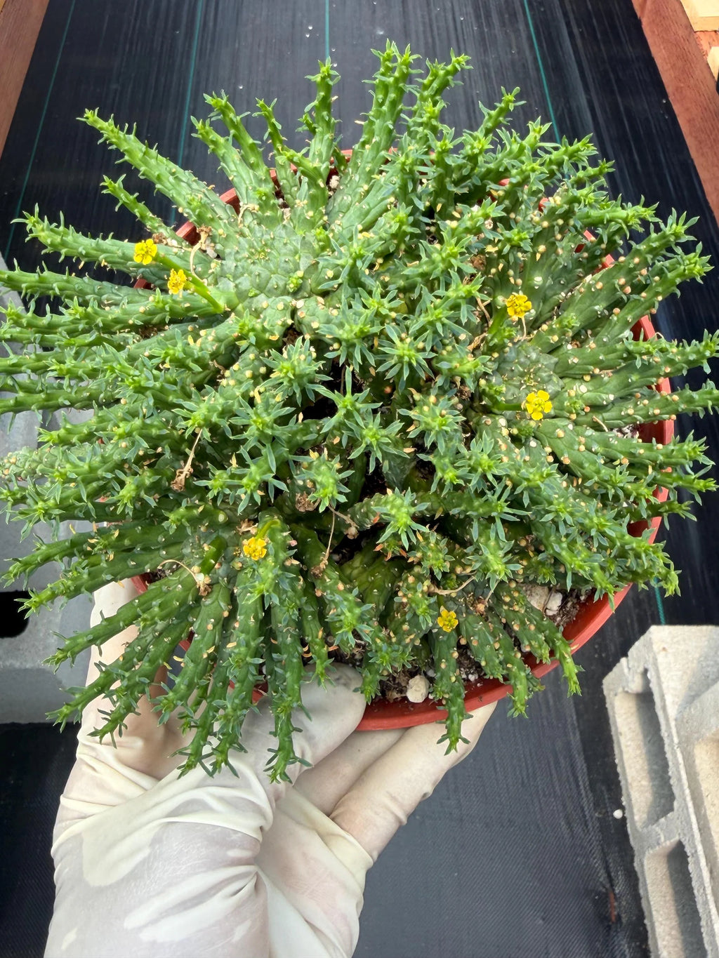 Euphorbia Medusa Cluster Live Succulent | Rare Medusa Head Cactus | Easy Care Plant