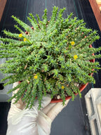Euphorbia Medusa Cluster Live Succulent | Rare Medusa Head Cactus | Easy Care Plant