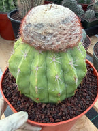 Melocactus with White Cephalium | Lime Green Rare Cactus #85