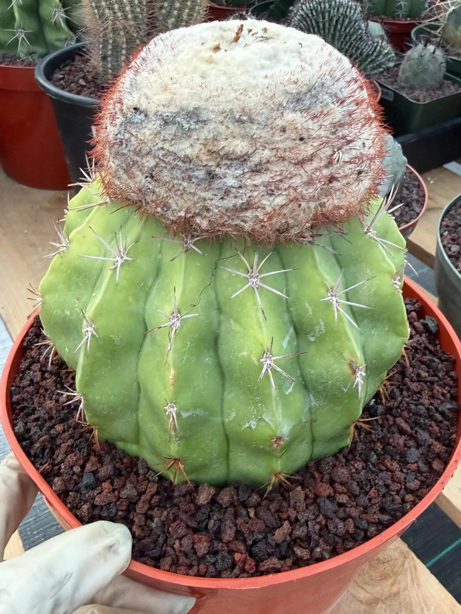 Melocactus with White Cephalium | Lime Green Rare Cactus #85