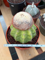 Melocactus with White Cephalium | Lime Green Rare Cactus #85