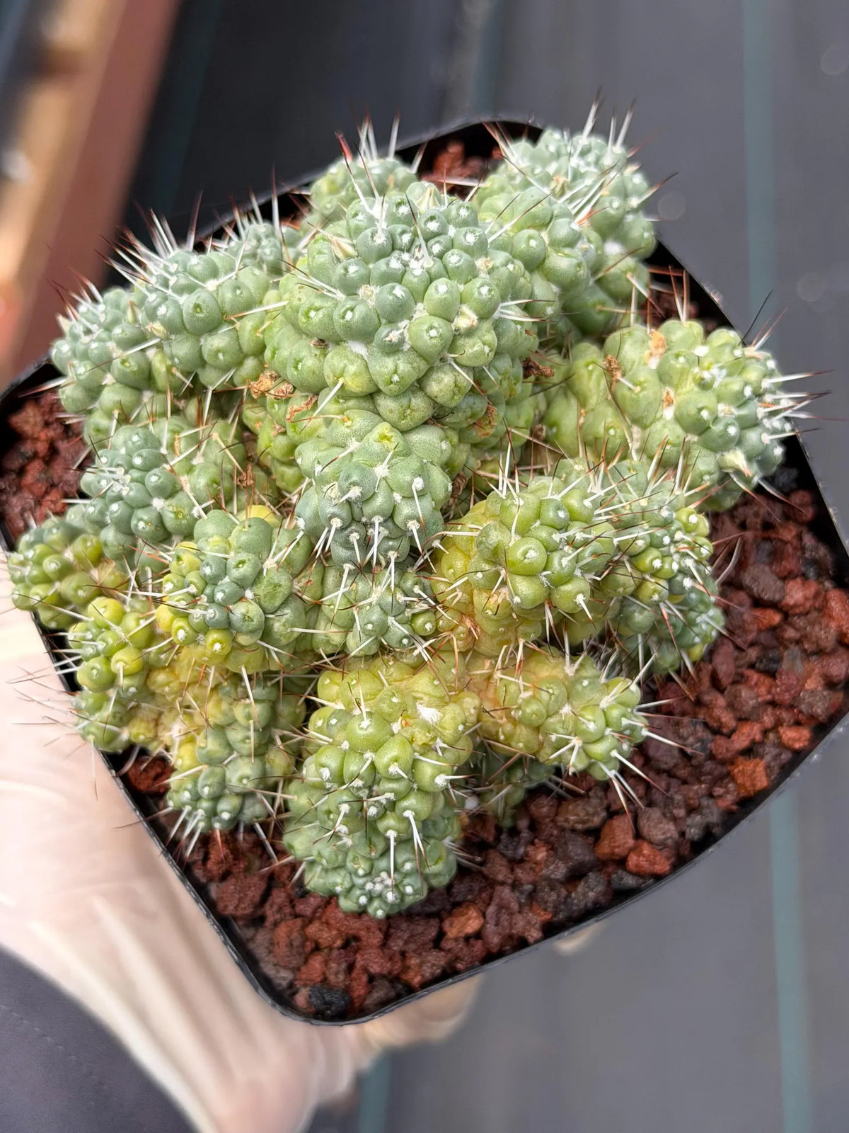 Variegated Mammillaria Schumannii Cluster Live Cactus Seed Grown #420