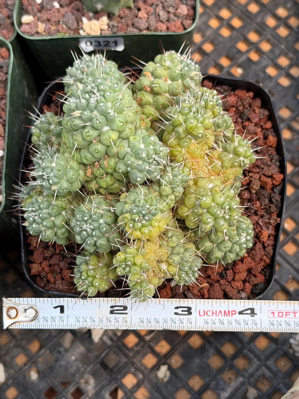 Variegated Mammillaria Schumannii Cluster Live Cactus Seed Grown #420
