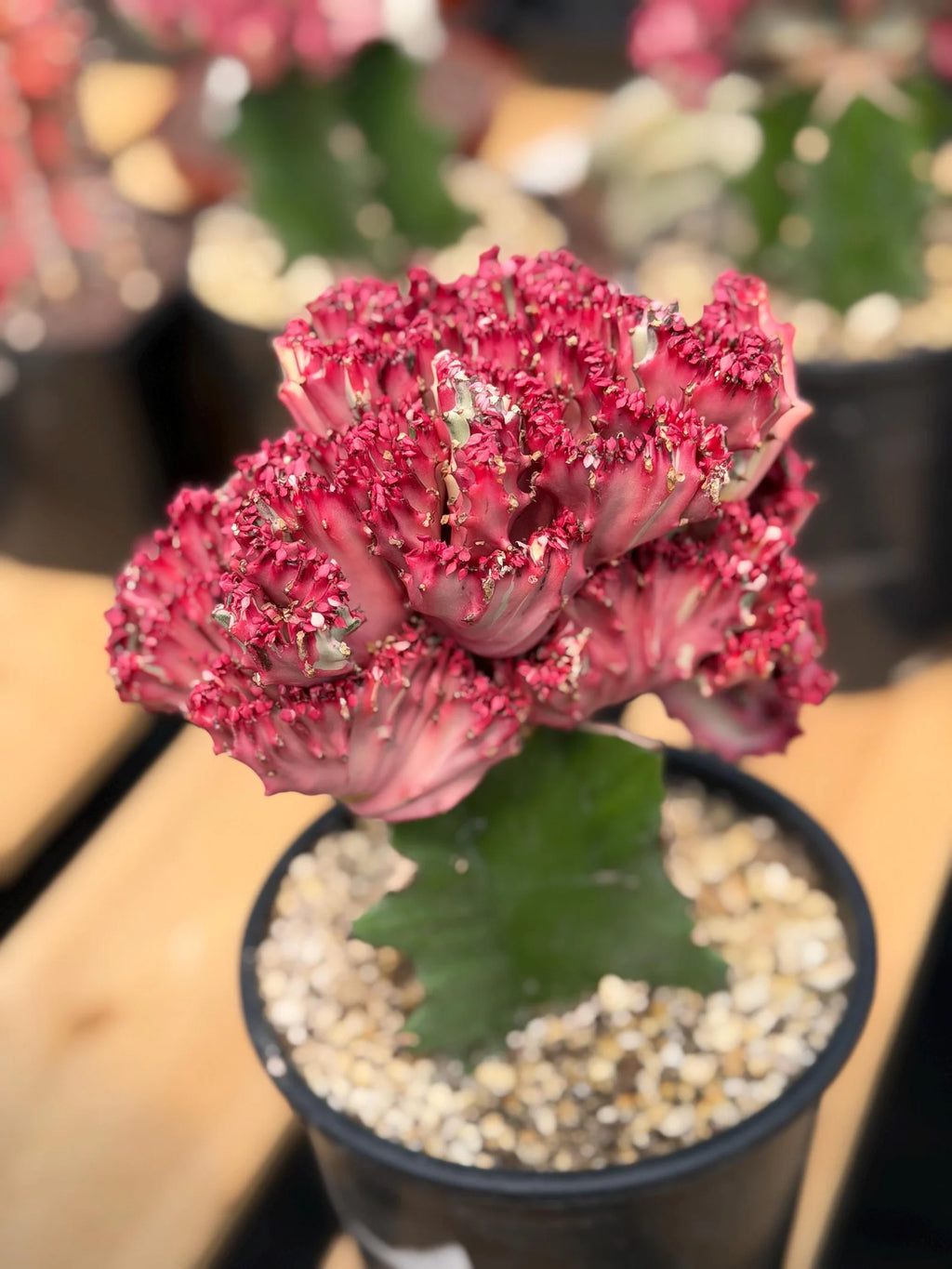 Crested Coral Cactus (Euphorbia lactea) #9 | Rare Ocean Coral Succulent | Live Crested Euphorbia Plant
