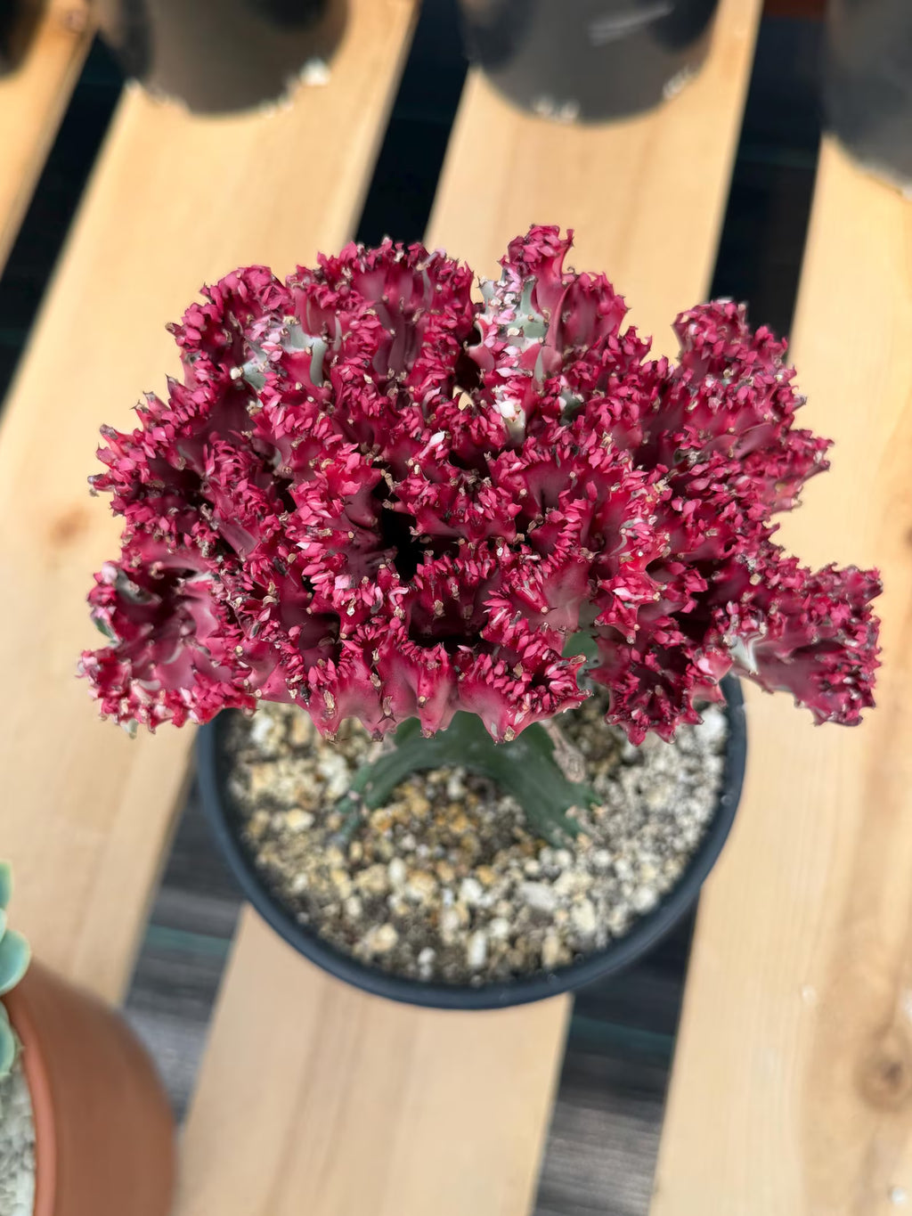 Crested Coral Cactus (Euphorbia lactea) #9 | Rare Ocean Coral Succulent | Live Crested Euphorbia Plant