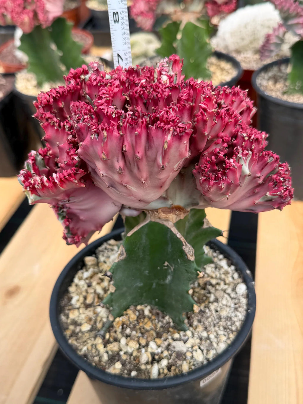 Crested Coral Cactus (Euphorbia lactea) #9 | Rare Ocean Coral Succulent | Live Crested Euphorbia Plant
