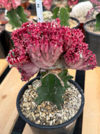 Crested Coral Cactus (Euphorbia lactea) #9 | Rare Ocean Coral Succulent | Live Crested Euphorbia Plant