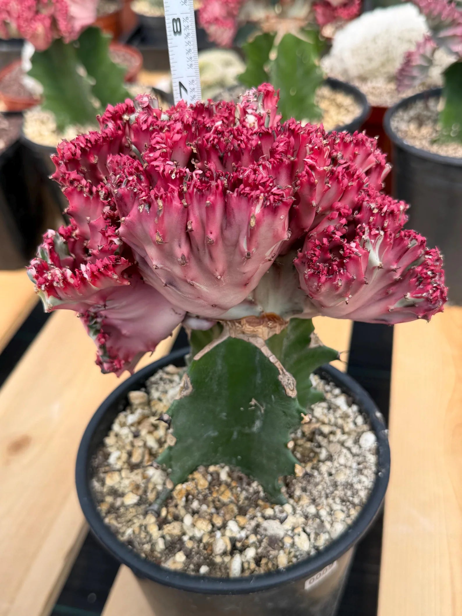 Crested Coral Cactus (Euphorbia lactea) #9 | Rare Ocean Coral Succulent | Live Crested Euphorbia Plant