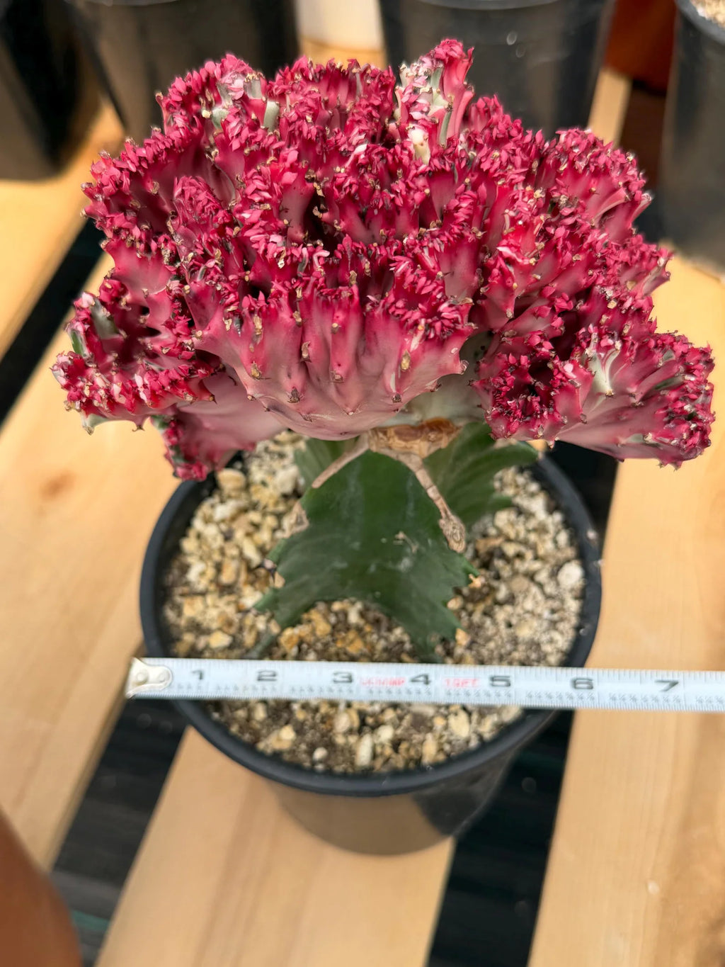 Crested Coral Cactus (Euphorbia lactea) #9 | Rare Ocean Coral Succulent | Live Crested Euphorbia Plant