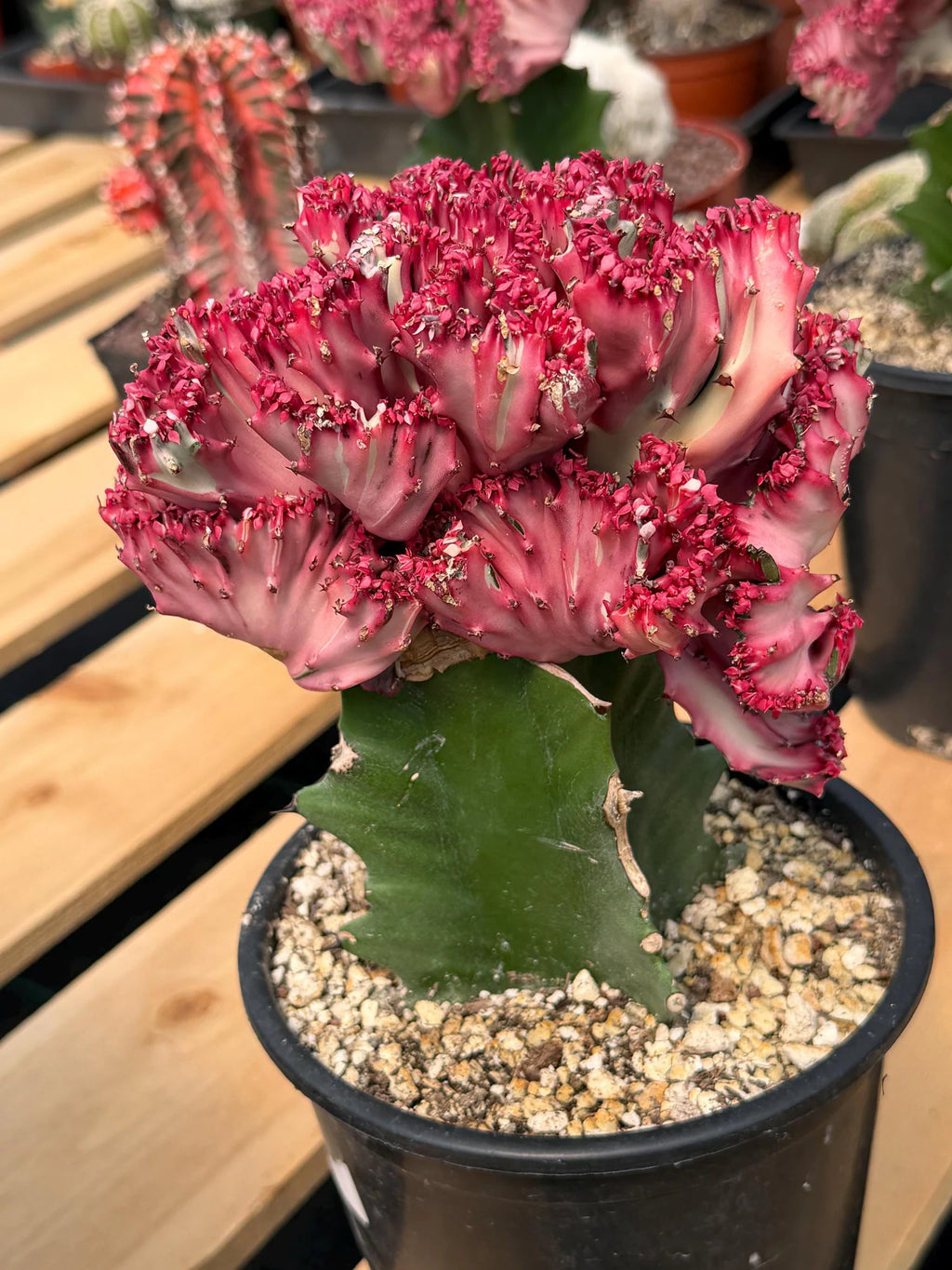 Crested Coral Cactus (Euphorbia lactea) #9 | Rare Ocean Coral Succulent | Live Crested Euphorbia Plant