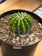 Variegated Easter Lily Cactus Cluster #482 | Rare Pink Flower Live Plant