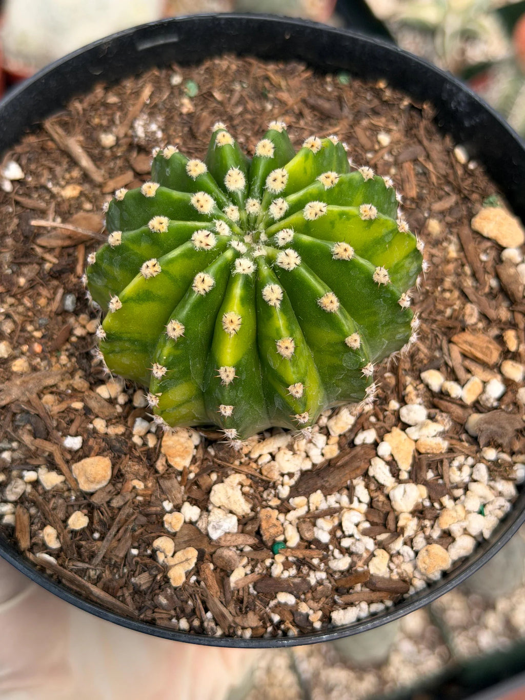 Variegated Easter Lily Cactus Cluster #482 | Rare Pink Flower Live Plant