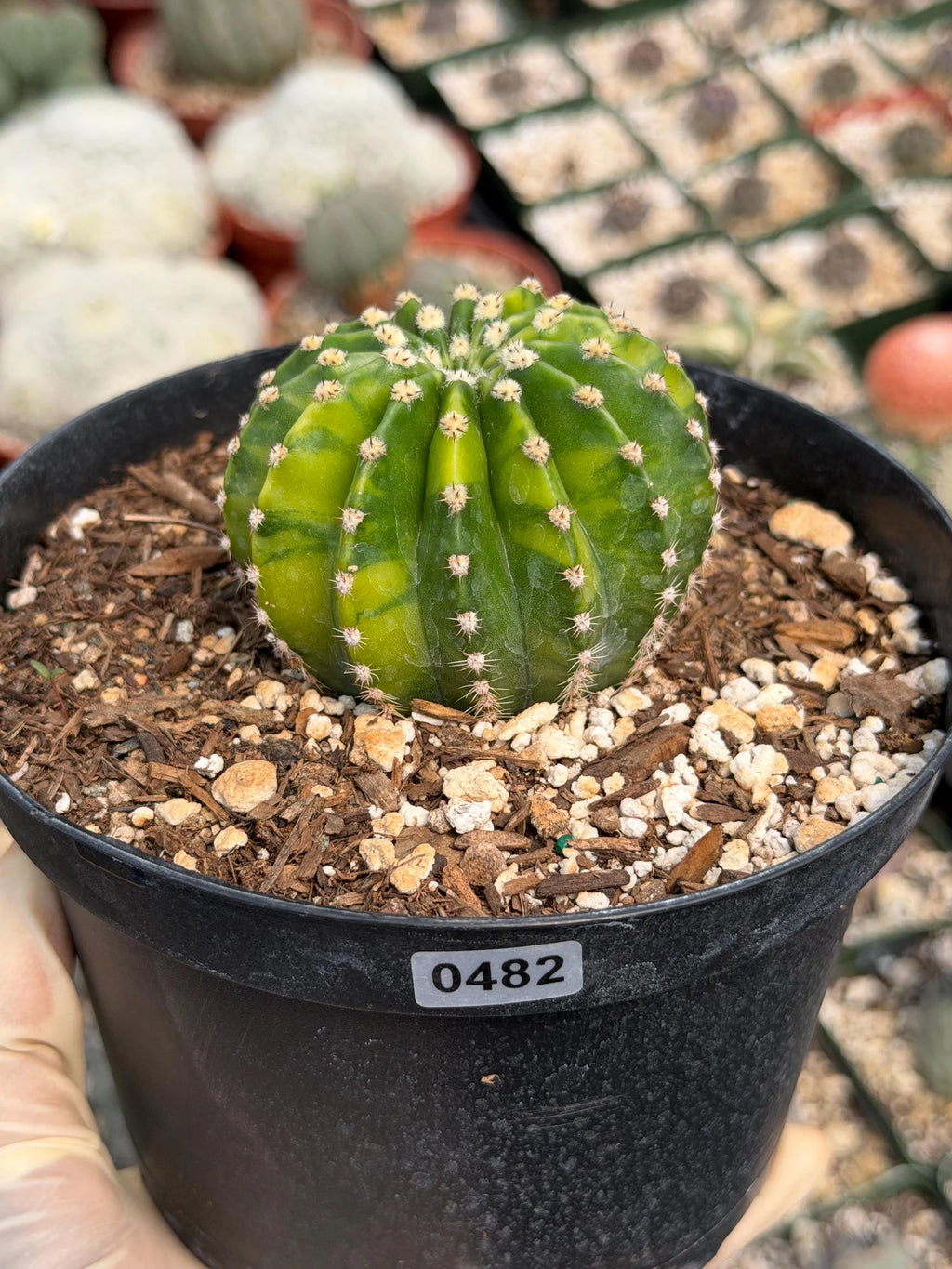 Variegated Easter Lily Cactus Cluster #482 | Rare Pink Flower Live Plant