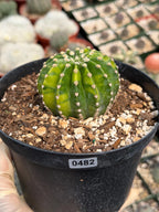 Variegated Easter Lily Cactus Cluster #482 | Rare Pink Flower Live Plant