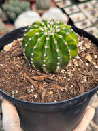 Variegated Easter Lily Cactus Cluster #482 | Rare Pink Flower Live Plant
