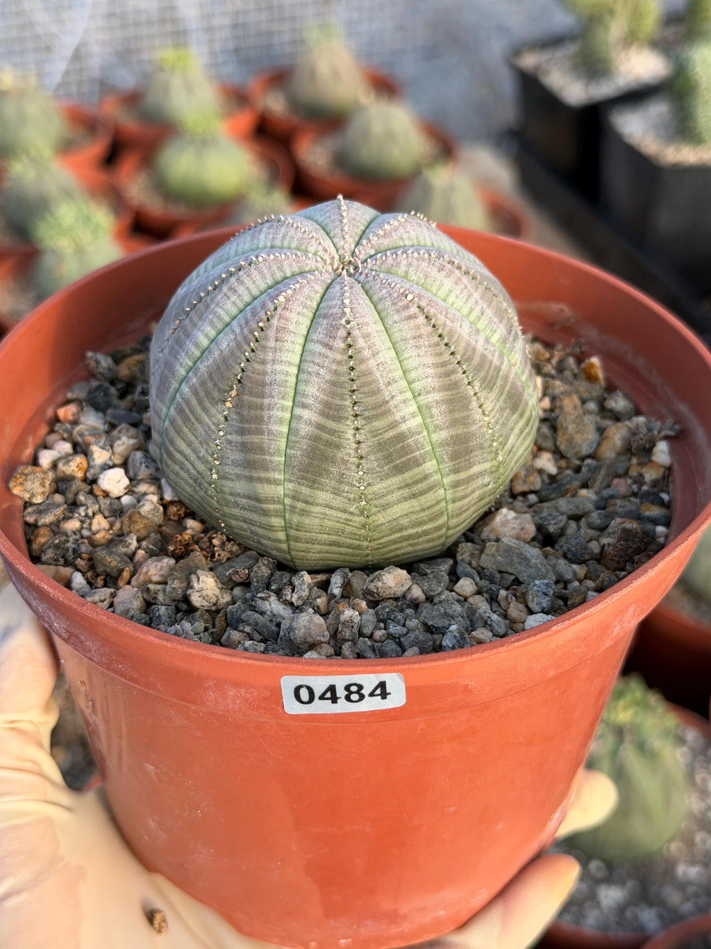 Large Euphorbia Obesa Live Succulent | Rare Seed Grown Baseball Plant #484